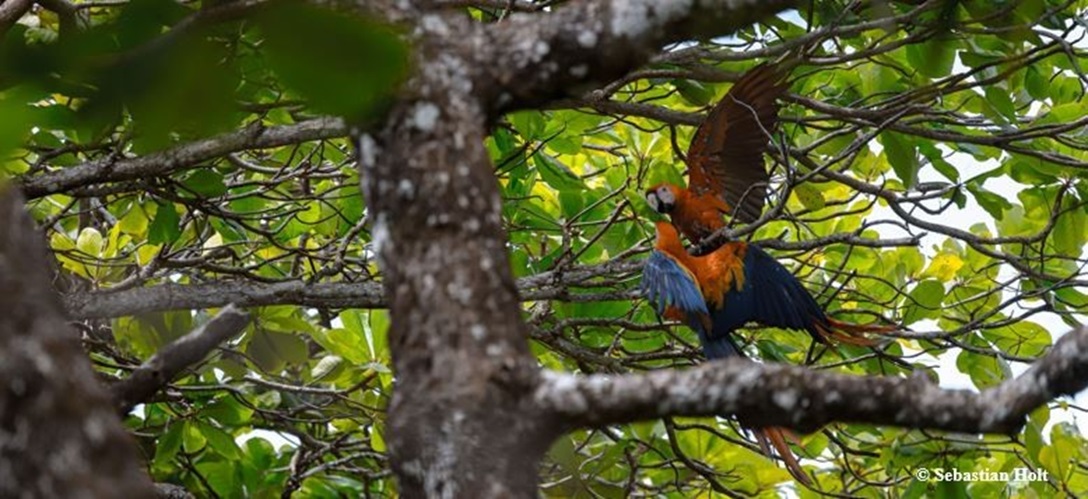 Papagei im Regenwald
